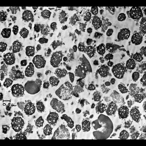  NCBI Organism:Cavia porcellus; Cell Components:nucleolus