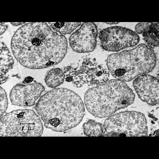  NCBI Organism:Cavia porcellus; Cell Components:nucleus