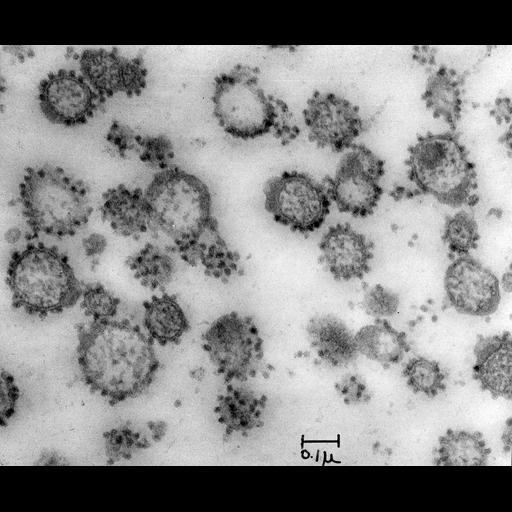  NCBI Organism:Cavia porcellus; Cell Components:microsome