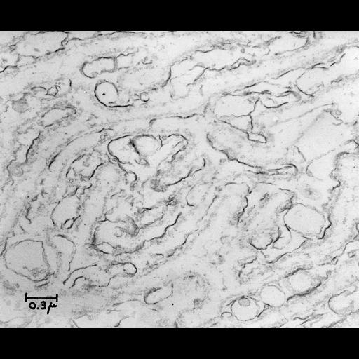  NCBI Organism:Cavia porcellus; Cell Components:membrane, membrane fraction;