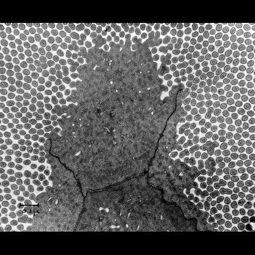  NCBI Organism:Mus musculus; Cell Types:epithelial cell Cell Components:microvillus Biological process:intestinal absorption