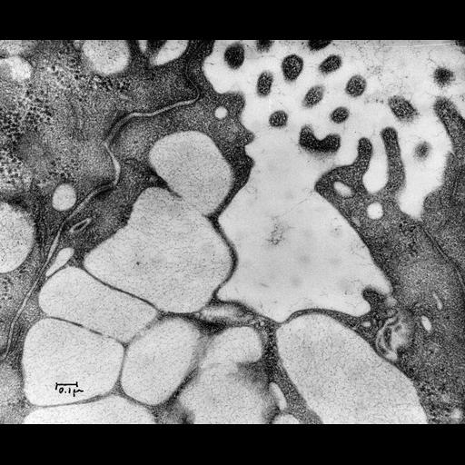  NCBI Organism:Rattus; Cell Types:goblet cell Biological process:mucus secretion