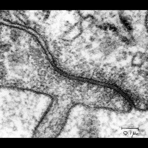  NCBI Organism:Rattus; Cell Components:tight junction Biological process:tight junction assembly