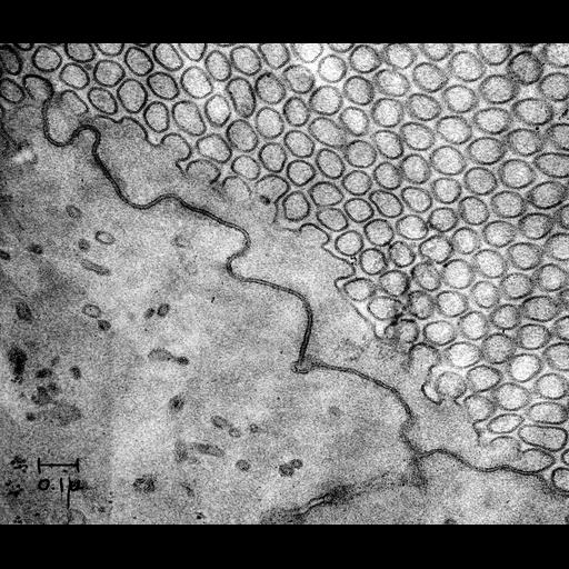  NCBI Organism:Rattus; Cell Types:intestinal epithelial cell Cell Components:tight junction, microvillus; Biological process:tight junction assembly