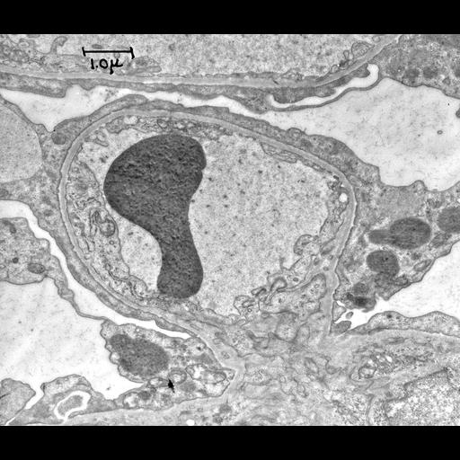  NCBI Organism:Rattus; Cell Types:kidney cell Biological process:glomerular filtration