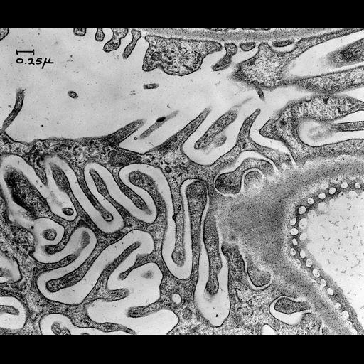  NCBI Organism:Rattus; Cell Types:kidney cell, ; Biological process:glomerular filtration