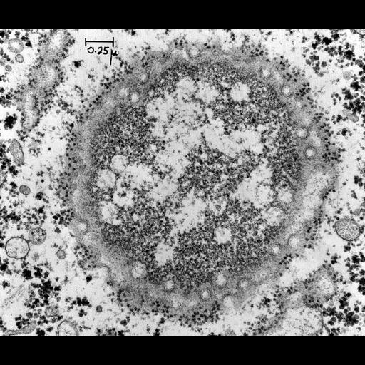  NCBI Organism:Rattus; Cell Types:hepatocyte Cell Components:nucleus, nuclear pore, nuclear envelope, nuclear chromatin, glycogen granule; Biological process:nuclear pore organization, nuclear pore localization, nuclear pore distribution;