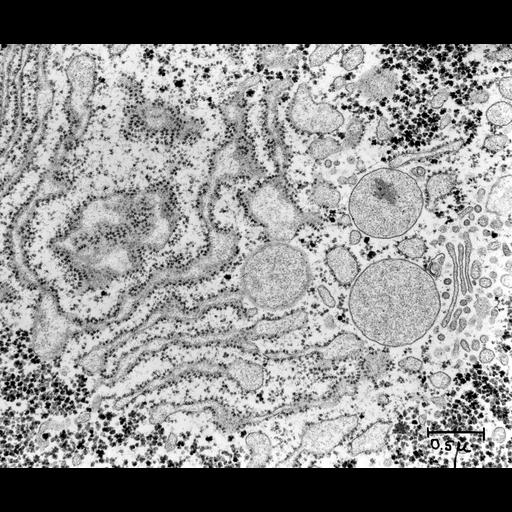  NCBI Organism:Rattus; Cell Types:hepatocyte Cell Components:rough endoplasmic reticulum, Golgi apparatus, glycogen granule; Biological process:organelle organization, ER to Golgi vesicle-mediated transport;