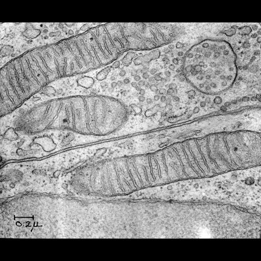  NCBI Organism:Cavia porcellus; Cell Components:mitochondrion, mitochondrial crista, mitochondrial membrane;