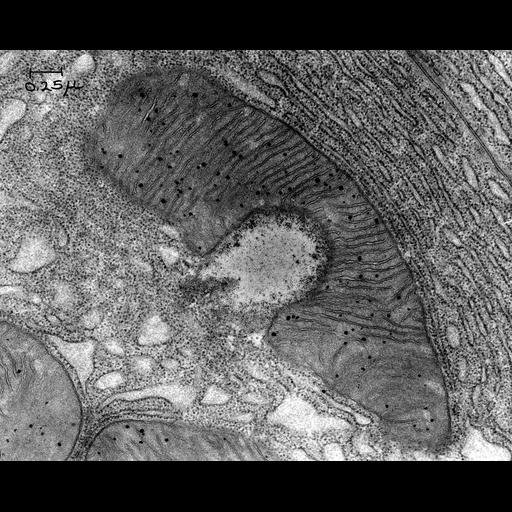  NCBI Organism:Cavia porcellus; Cell Components:mitochondrion, mitochondrial crista, mitochondrial membrane, lipid particle;