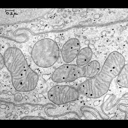  NCBI Organism:Cavia porcellus; Cell Components:mitochondrion, mitochondrial crista, mitochondrial membrane;