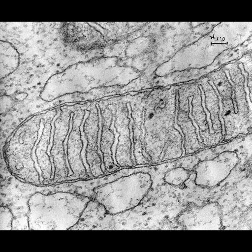  NCBI Organism:Cavia porcellus; Cell Components:mitochondrion, mitochondrial crista, mitochondrial membrane, mitochondrial matrix;