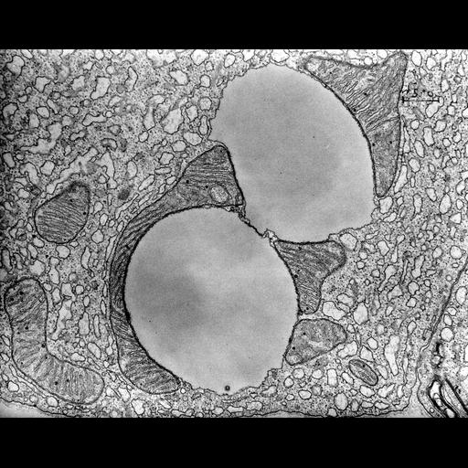  NCBI Organism:Cavia porcellus; Cell Components:mitochondrion, , mitochondrial crista;