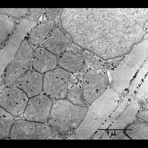  NCBI Organism:Rattus; Cell Types:cardiac muscle cell Cell Components:myofibril, mitochondrion, sarcoplasmic reticulum, glycogen granule, nucleus; Biological process:regulation of cardiac muscle contraction