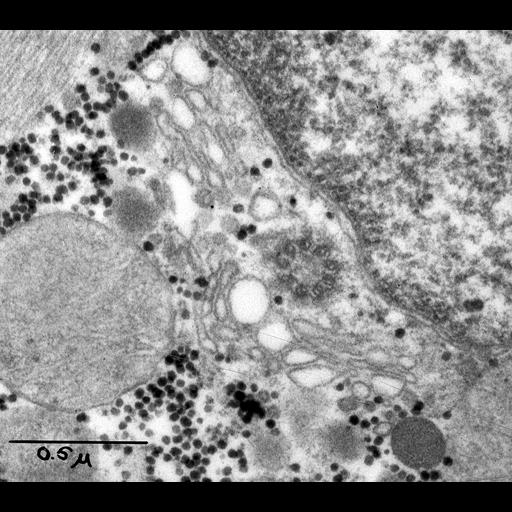  NCBI Organism:Cavia porcellus; Cell Types:cardiac muscle cell Cell Components:, centriole, nucleus, centriole, mitochondrion;