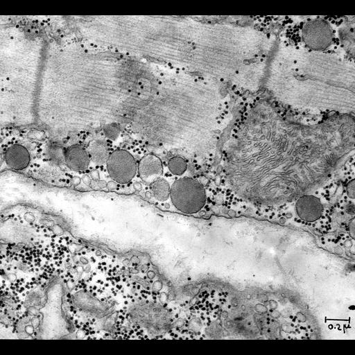  NCBI Organism:Rattus; Cell Types:cardiac muscle cell Cell Components:, mitochondrion, myofibril; Biological process:regulation of cardiac muscle contraction