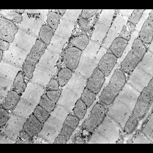  NCBI Organism:Rattus; Cell Types:cardiac muscle cell Cell Components:mitochondrion, myofibril, glycogen granule, sarcoplasmic reticulum; Biological process:regulation of cardiac muscle contraction