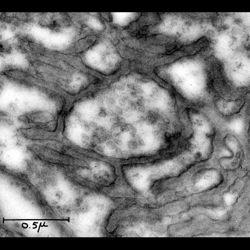  NCBI Organism:Rattus; Cell Types:neuron Cell Components:, ;