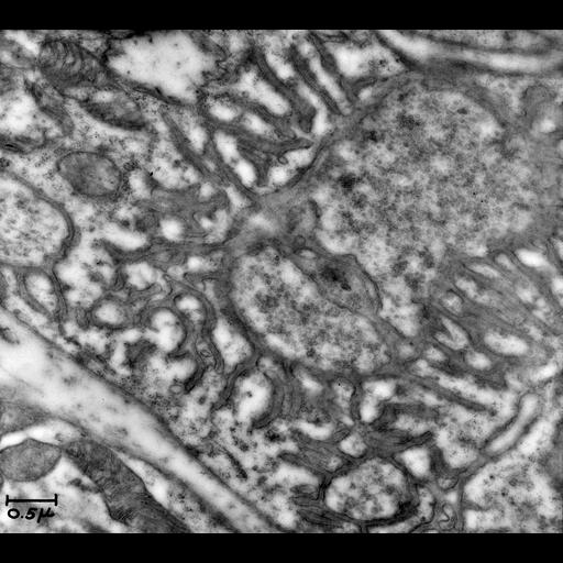  NCBI Organism:Rattus; Cell Types:neuron Cell Components:, synaptic vesicle;