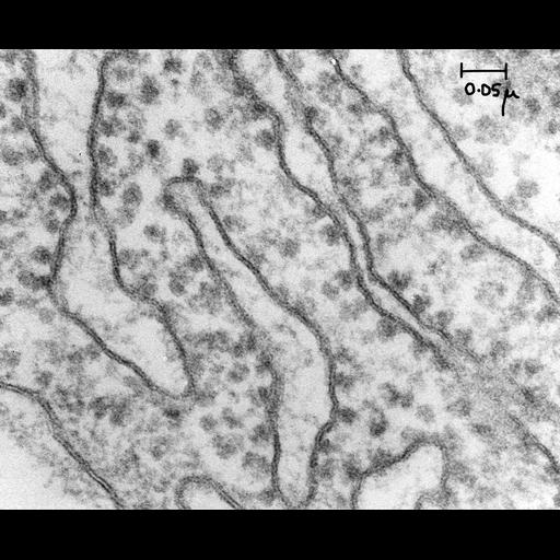  NCBI Organism:Cavia porcellus; Cell Components:rough endoplasmic reticulum, rough endoplasmic reticulum lumen, rough endoplasmic reticulum membrane, endoplasmic reticulum; Biological process:organelle organization, , endoplasmic reticulum organization;