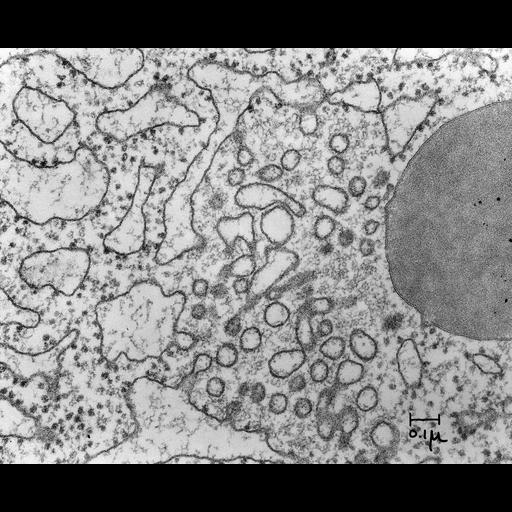  NCBI Organism:Cavia porcellus; Cell Types:epithelial cell of pancreas, acinar cell; Cell Components:zymogen granule, rough endoplasmic reticulum, Golgi apparatus; Biological process:organelle organization