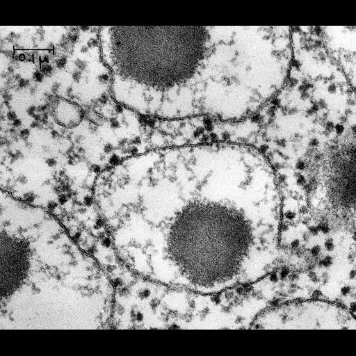  NCBI Organism:Cavia porcellus; Cell Types:epithelial cell of pancreas Cell Components:rough endoplasmic reticulum