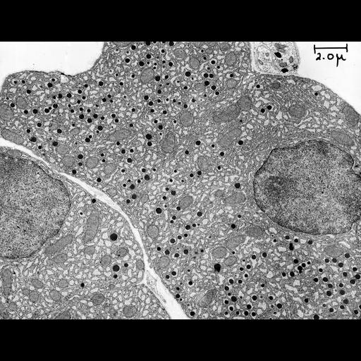  NCBI Organism:Cavia porcellus; Cell Types:Langerhans cell, ; Cell Components:, nucleus, mitochondrion; Biological process:organelle organization, ;