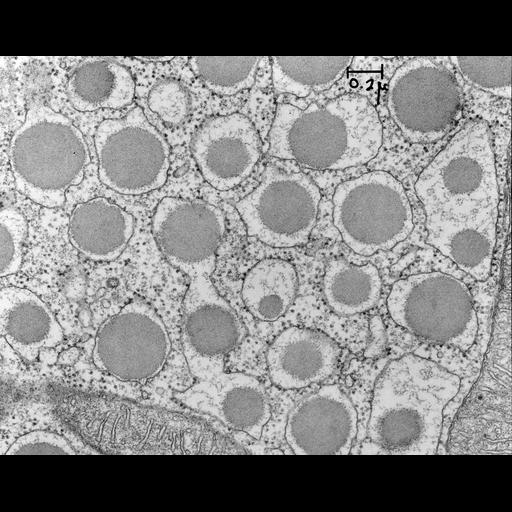  NCBI Organism:Cavia porcellus; Cell Components:rough endoplasmic reticulum, mitochondrion, secretory granule; Biological process:protein secretion