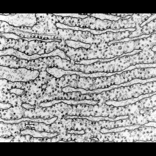  NCBI Organism:Cavia porcellus; Cell Components:rough endoplasmic reticulum, rough endoplasmic reticulum membrane, ribosome, rough endoplasmic reticulum lumen;