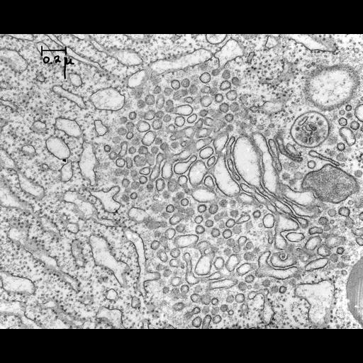  NCBI Organism:Cavia porcellus; Cell Components:rough endoplasmic reticulum, Golgi apparatus, ribosome, Golgi-associated vesicle; Biological process:cytoplasm organization, vesicle targeting, to, from or within Golgi, protein secretion;