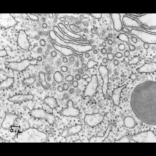  NCBI Organism:Cavia porcellus; Cell Components:Golgi stack, Golgi-associated vesicle, rough endoplasmic reticulum, zymogen granule; Biological process:ER to Golgi transport vesicle, protein secretion;