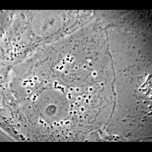  Cell Types:fibroblast Cell Components:nucleus, plasma membrane, mitochondrion;