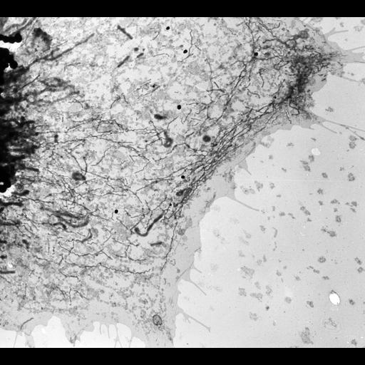  NCBI Organism:Gallus gallus; Cell Types:fibroblast, ; Cell Components:endoplasmic reticulum