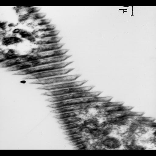  NCBI Organism:Euglena; Cell Components:cell wall, pellicle; Biological process:organelle organization