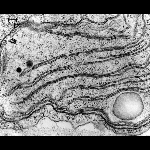  NCBI Organism:Chlamydomonas reinhardtii; Cell Components:chloroplast, chloroplast thylakoid membrane; Biological process:organelle organization, ;