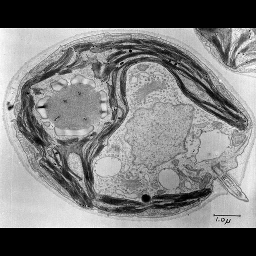  NCBI Organism:Chlamydomonas reinhardtii; Cell Components:chloroplast, nucleus, flagellum, endoplasmic reticulum, Golgi stack, mitochondrion, ; Biological process:organelle organization