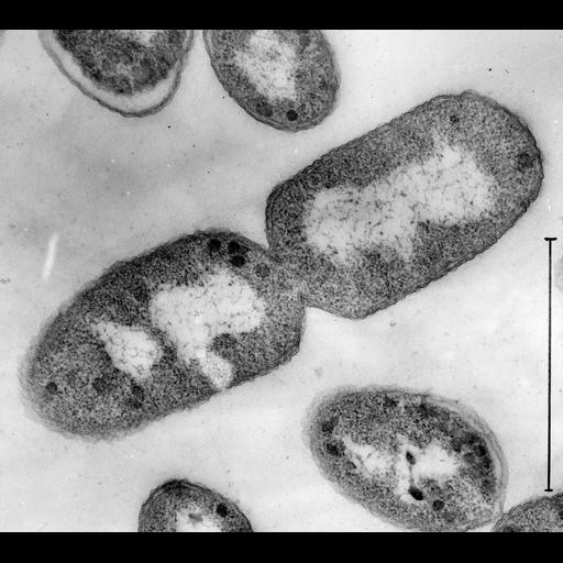  NCBI Organism:Escherichia coli; Cell Components:nucleoid Biological process:organelle organization