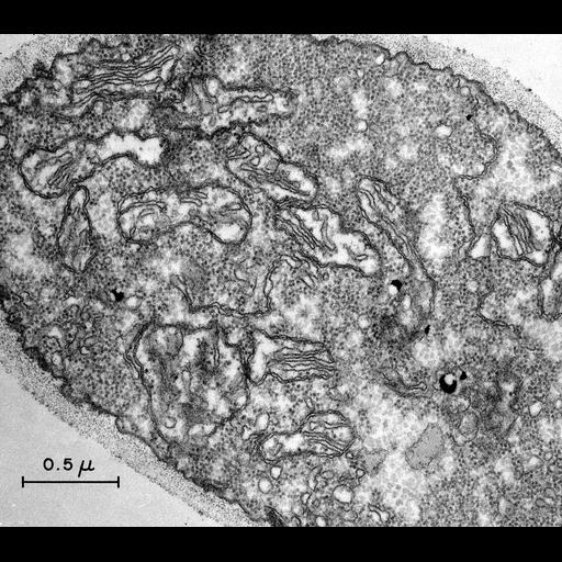  NCBI Organism:Neurospora crassa; Cell Components:mitochondrion, cell wall, ; Biological process:organelle organization