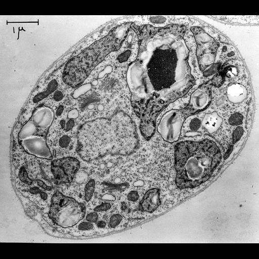  NCBI Organism:Chlamydomonas reinhardtii; Cell Components:plastid part, nucleus, Golgi apparatus; Biological process:organelle organization