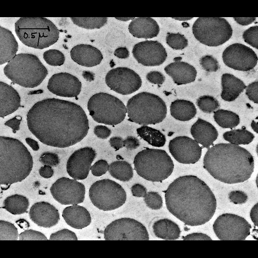  NCBI Organism:Bos taurus; Cell Components:zymogen granule