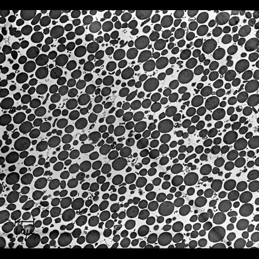  NCBI Organism:Bos taurus; Cell Components:zymogen granule