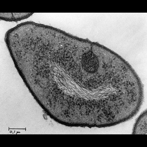  NCBI Organism:Streptococcus pneumoniae; Cell Components:, , ribosome;