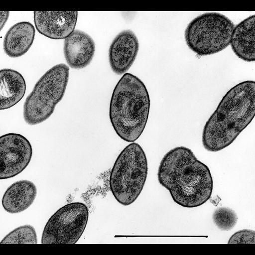  NCBI Organism:Streptococcus pneumoniae;