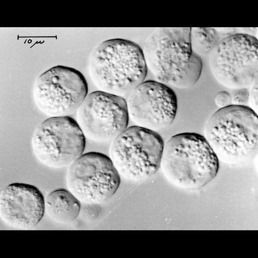  NCBI Organism:Cavia porcellus; Cell Types:pancreatic acinar cell Cell Components:cell surface, zymogen granule, nucleus;