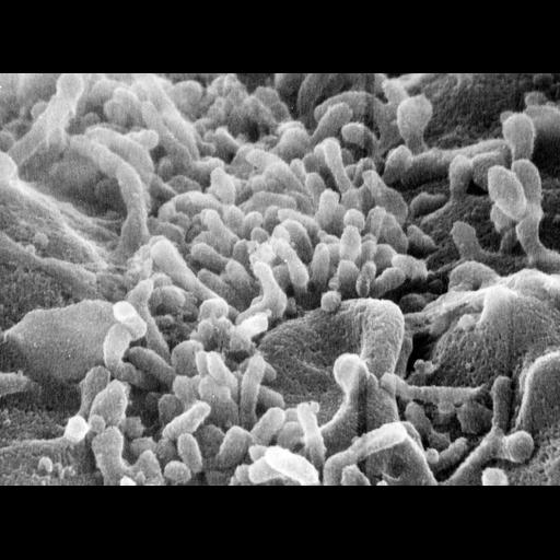  NCBI Organism:Cavia porcellus; Cell Types:pancreatic acinar cell Cell Components:cell surface