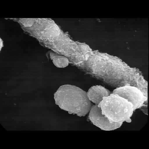  NCBI Organism:Cavia porcellus; Cell Types:pancreatic acinar cell Cell Components:cell surface