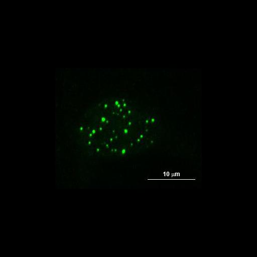  NCBI Organism:Mus musculus; Cell Types:fibroblast Cell Components:nucleus, PML body; Biological process:, response to virus, apoptotic process, tumor necrosis factor-mediated signaling pathway;