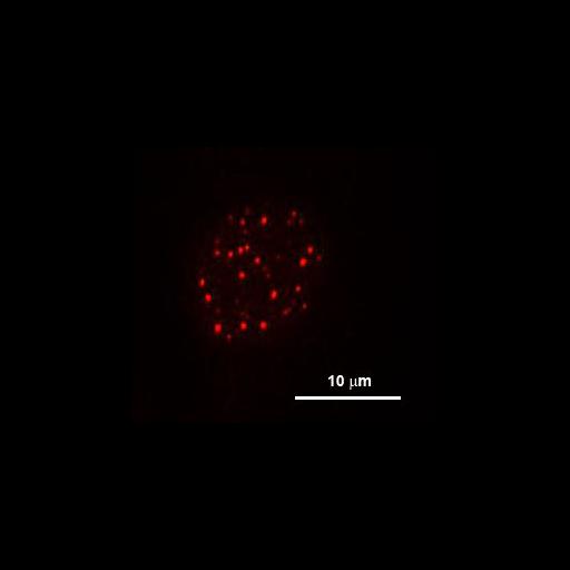  NCBI Organism:Mus musculus; Cell Types:fibroblast Cell Components:nucleus, PML body; Biological process:, response to virus, apoptotic process, tumor necrosis factor-mediated signaling pathway;