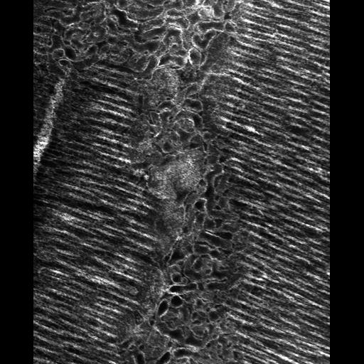  Cell Types:flight muscle cell Cell Components:myofibril, mitochondrion, sarcoplasmic reticulum, T-tubule; Biological process:skeletal muscle contraction, mitochondrial proton-transporting ATP synthase complex assembly, sequestering of calcium ion, membrane depolarization;