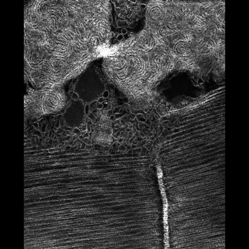  Cell Types:flight muscle cell Cell Components:myofibril, mitochondrion, sarcoplasmic reticulum, T-tubule; Biological process:skeletal muscle contraction, mitochondrial proton-transporting ATP synthase complex assembly, sequestering of calcium ion, membrane depolarization;